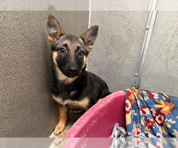 Medium Photo #1 German Shepherd Dog Puppy For Sale in Santa Rosa, CA, USA