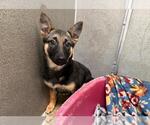 Small German Shepherd Dog