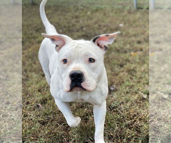 Medium Photo #10 American Pit Bull Terrier-Unknown Mix Puppy For Sale in Virginia Beach, VA, USA