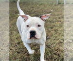 Small #9 American Pit Bull Terrier Mix