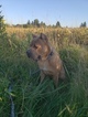 Small Photo #1 Cane Corso Puppy For Sale in ATWATER, OH, USA