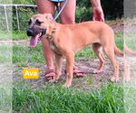 Small #2 Black Mouth Cur Mix