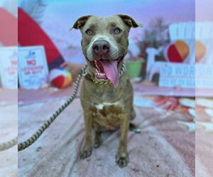 Mutt Dogs for adoption in Long Beach, CA, USA