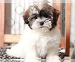 Small #1 Poovanese