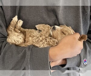 Goldendoodle (Miniature) Puppy for Sale in TACOMA, Washington USA