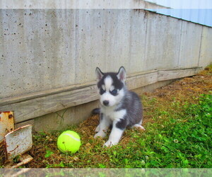 Siberian Husky Puppy for sale in SHILOH, OH, USA