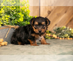 Puppy Forest Yorkshire Terrier