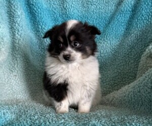 Pomeranian Puppy for sale in CURTISS, WI, USA