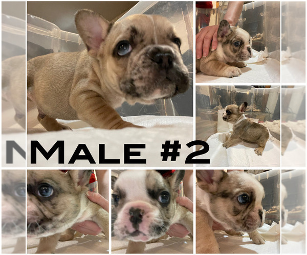 Medium Photo #3 French Bulldog Puppy For Sale in HOPE MILLS, NC, USA