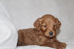 Small Photo #4 Goldendoodle Puppy For Sale in FRESNO, OH, USA