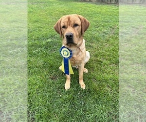 Father of the Labrador Retriever puppies born on 08/19/2023