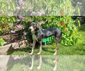 Mutt Dogs for adoption in Clinton , MI, USA