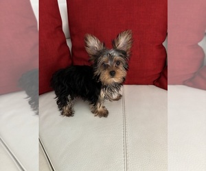 Yorkshire Terrier Puppy for sale in CLEWISTON, FL, USA