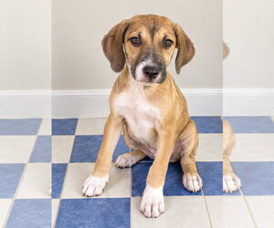 Boundy Boo ~ meet me! - Male Bogle Dog for Adoption - Photo #3