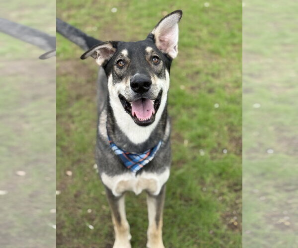 Medium Photo #2 Anatolian Shepherd-Siberian Husky Mix Puppy For Sale in Phoenix, AZ, USA