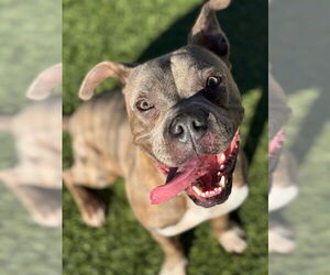 Mutt Dogs for adoption in Downey, CA, USA