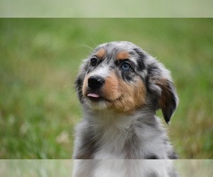 Miniature Australian Shepherd Puppy for sale in PALM COAST, FL, USA