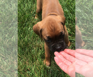 Boxer Puppy for sale in APPLE CREEK, OH, USA