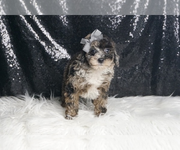 Medium Photo #5 Poodle (Toy) Puppy For Sale in WARSAW, IN, USA