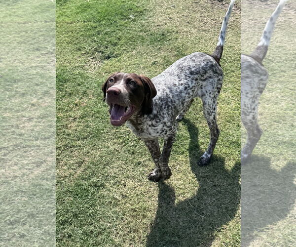 Medium Photo #2 Lab-Pointer Puppy For Sale in McKinney, TX, USA