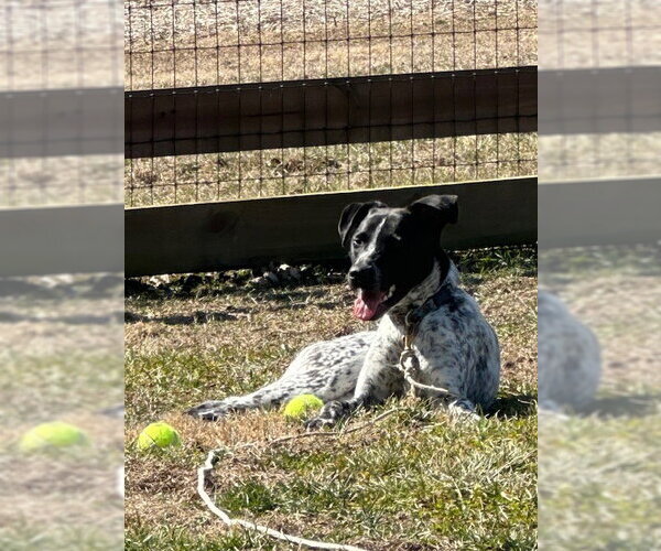 Medium Photo #9 Mutt Puppy For Sale in Garden City, NY, USA