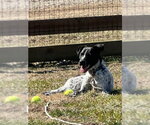 Small #8 Mutt