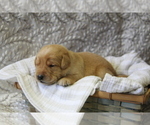 Small #6 Labrador Retriever