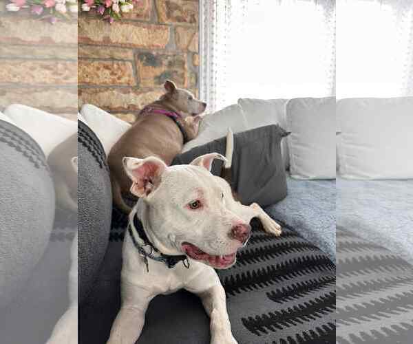 Medium Photo #10 American Pit Bull Terrier-Unknown Mix Puppy For Sale in Rockaway, NJ, USA