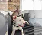Small #9 American Pit Bull Terrier Mix