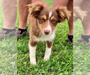 Miniature Australian Shepherd Puppy for sale in NEW WASHINGTN, IN, USA