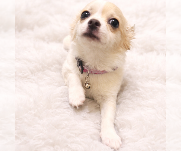 Medium Photo #4 Chihuahua Puppy For Sale in ALLEN, TX, USA
