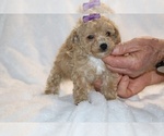 Small #3 Poodle (Toy)