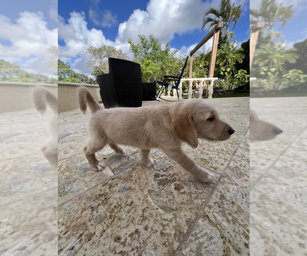 Medium Photo #11 Labradoodle Puppy For Sale in FORT LAUDERDALE, FL, USA