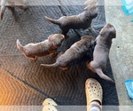 Small Photo #7 Labrador Retriever Puppy For Sale in WEST COVINA, CA, USA