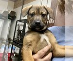 Small Photo #3 Mountain Cur-Unknown Mix Puppy For Sale in GILBERTS, IL, USA