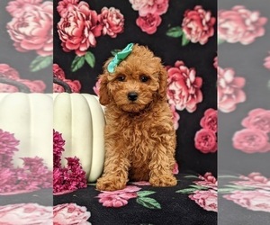 Cavapoo Puppy for sale in KIRKWOOD, PA, USA