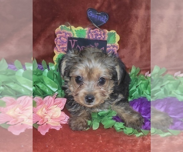 Medium Photo #39 Yorkshire Terrier Puppy For Sale in AKRON, OH, USA