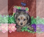 Small Photo #39 Yorkshire Terrier Puppy For Sale in AKRON, OH, USA