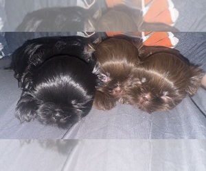 Shih Tzu Puppy for Sale in HENDERSONVILLE, Tennessee USA