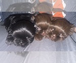 Small Shih Tzu