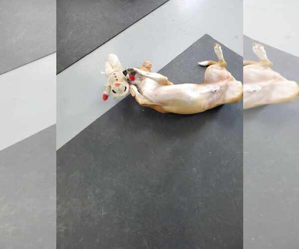 Medium Photo #10 Basset Hound-Unknown Mix Puppy For Sale in Hedgesville, WV, USA