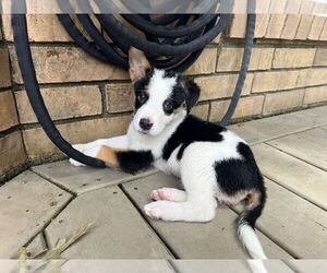 Huskies -Unknown Mix Dogs for adoption in The Woodlands, TX, USA