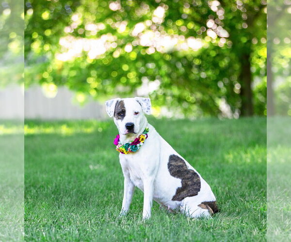 Medium Photo #4 Mutt Puppy For Sale in Unionville, PA, USA