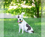 Small #3 Mutt