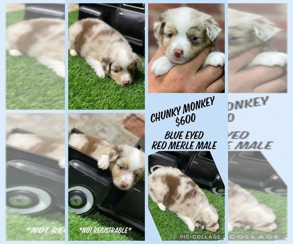 Medium Photo #1 Miniature American Shepherd Puppy For Sale in HOMINY, OK, USA