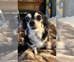 Small #1 Chihuahua