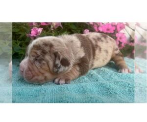 Beabull Puppy for sale in ARTHUR, IL, USA
