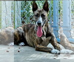 Small Holland Shepherd Mix