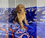 Small Photo #1 Golden Retriever Puppy For Sale in DETROIT, MI, USA