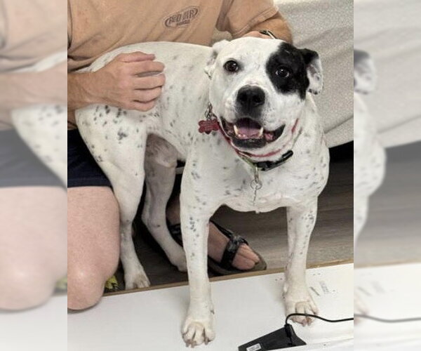 Medium Photo #14 American Bulldog Puppy For Sale in Atlanta, GA, USA